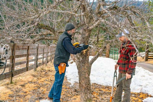Two men pruning an apple tree.