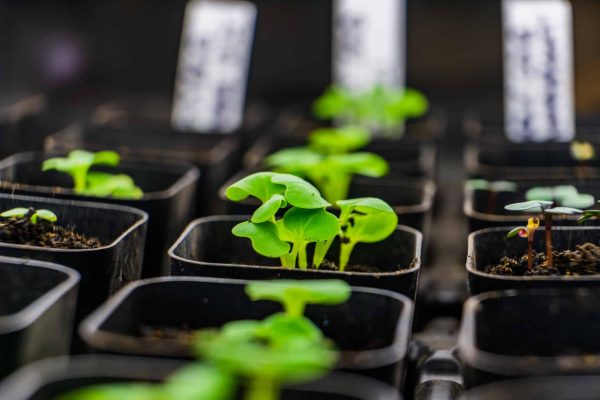 Tiny plants in seed starting pots.